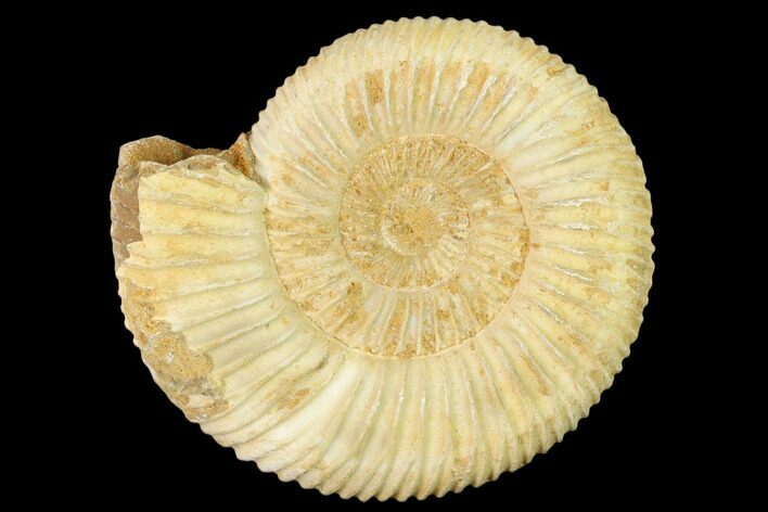 Jurassic Ammonite (Perisphinctes) Fossil - Madagascar #140400